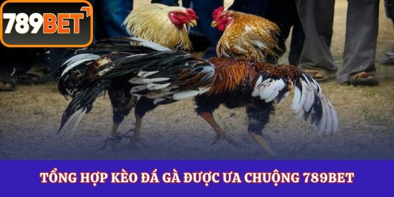Tổng hợp kèo đá gà được ưa chuộng 789Bet